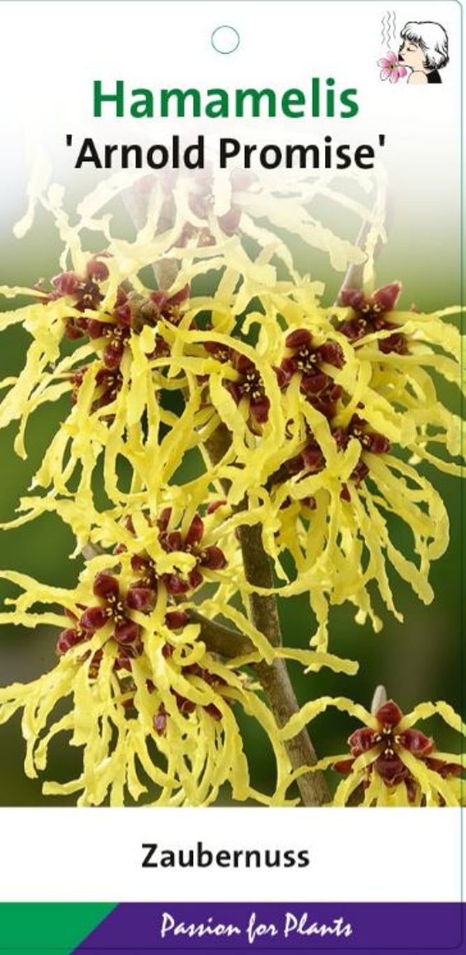 Hamamelis int. 'Arnold Promise' - C3 40-50 CM